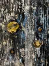 Close-up view of an old wooden surface featuring yellow and blue paint splatters. The texture
