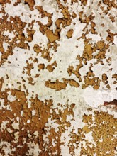 The surface displays an intricate pattern of peeling paint in warm earthy tones, showcasing signs