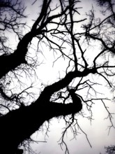 Bare branches stretch across the sky, creating a stark silhouette. The overcast atmosphere enhances