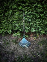 A bright blue rake is positioned against a dense green hedge in a garden. Surrounding the rake is a