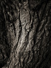 Detailed textures of a tree's bark reveal age and character, showcasing natural patterns and