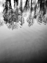 The surface of a calm body of water reflects the intricate patterns of trees on the shore, creating