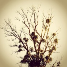 A tall, leafless tree stands silhouetted against a warm sunset sky. Mistletoe clusters are visible
