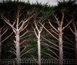 Tall pine trees display a unique arrangement of branches reaching skyward, blending into a dark