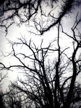 Gnarled tree branches stretch upwards, silhouetted against a cloudy sky. The stark contrast evokes