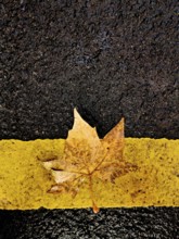 A dried maple leaf rests on a wet asphalt surface, contrasting with a bright yellow line. The scene