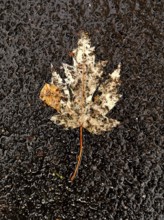 A dry maple leaf rests on a slick, rain-soaked pavement. The leaf's colors are muted by wetness,