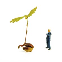 A small figurine stands beside a young oak plant that has sprouted from an acorn. The vibrant green