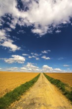 Winding dirt path extends through golden fields in Puy de Dome, against vibrant blue sky with puffy