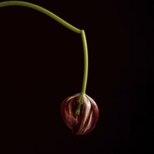 A faded red tulip, gently drooping from a slender green stem, contrasts beautifully against a dark