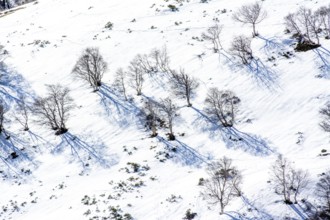 A tranquil winter landscape features snow blanketing the ground, with bare trees scattered across