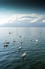 Swans swim serenely across the clear waters of Lake Geneva, surrounded by picturesque mountains and