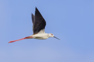Black-winged Black-winged Stilt (Himantopus himantopus), male calling in flight, blue sky,
