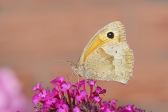 Meadow Brown (Maniola jurtina), sucking nectar on summer lilac (Buddleja davidii), butterfly bush,