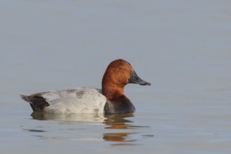 Pochard (Aythya ferina), male swimming on the water, wildlife, animals, birds, duck bird, Lake