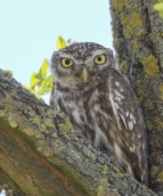 Little owl (Athene noctua) adult bird sitting in a tree, portrait, endangered bird species in