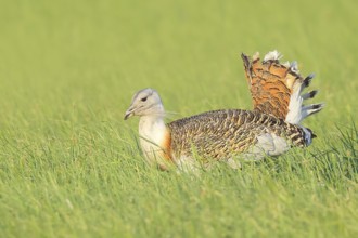 Great Bustard (Otis tarda), searching for food in a meadow, steppe bird, extremely rare bird