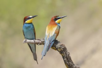 Bee-eater (Merops apiaster) pair sitting on a branch, male, breeding, wildlife, mating, migratory