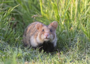 Field hamster (Cricetus cricetus), sitting attentively in meadow, wildlife, animals, rodent,
