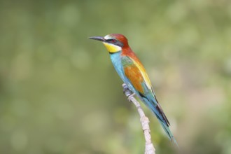 Bee-eater (Merops apiaster) male sitting on a branch, breeding, wildlife, mating, migratory bird,