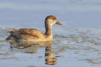 Red-crested pochard (Netta rufina) Female searching for food in shallow water, Ziggsee, Lake