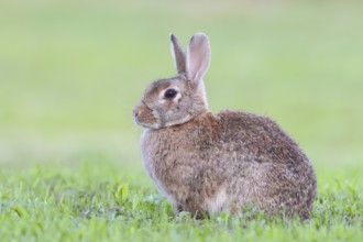 Wild rabbit (Oryctolagus cuniculus), sitting in a meadow, adult, alert, wildlife, animals, rodent,