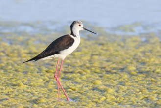 Stilt (Himantopus himantopus), male, standing in algae in shallow water, Ziggsee, Lake Neusiedl