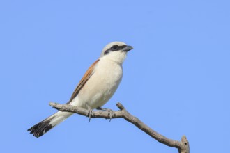 Red-backed shrike (Lanius collurio) male on a branch, looking for prey, wildlife, migratory bird,