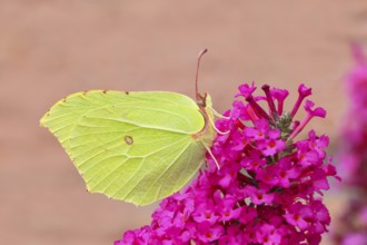 Lemon butterfly (Gonepteryx rhamni), resting on butterfly bush (Buddleja davidii), in a natural