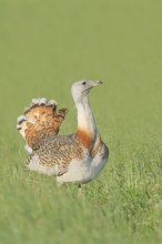 Great Bustard (Otis tarda), standing in a meadow, steppe bird, extremely rare bird species,