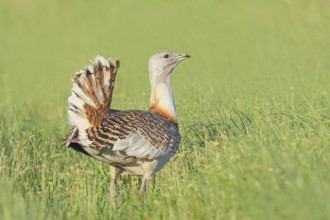 Great Bustard (Otis tarda), standing in a meadow, steppe bird, extremely rare bird species,