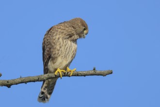 Kestrel (Falco tinnunculus), young bird sitting on a thin branch, wildlife, animals, birds, bird of