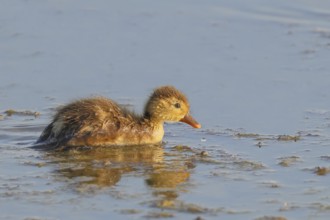 Red-crested pochard (Netta rufina) Chicks searching for food in shallow water, Ziggsee, Lake