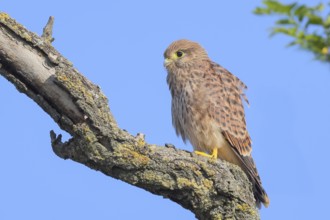 Kestrel (Falco tinnunculus), young bird sitting on branch, wildlife, animals, birds, bird of prey,