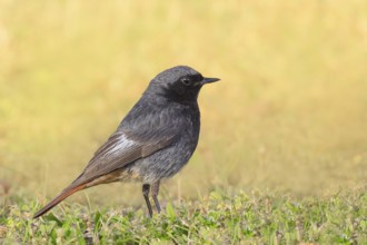 Redstart (Phoenicurus ochruros), male standing in the grass, wildlife, animals, birds, songbird,