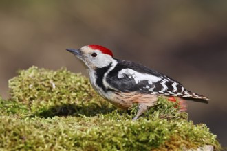 Middle spotted woodpecker (Dendrocopos medius) foraging on mossy ground in the forest, Wilnsdorf,