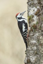 Middle spotted woodpecker (Dendrocopos medius) foraging on the trunk of a grey birch (Betula