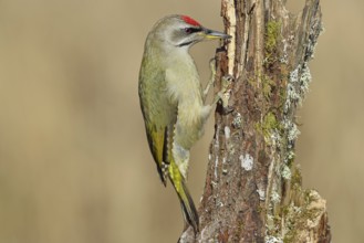 Grey-headed woodpecker (Picus canus), male sitting on a tree stump overgrown with moss and lichen,