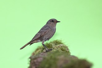Black redstart (Phoenicurus ochruros), on a moss-covered tree stump in a garden, Wilnsdorf, North