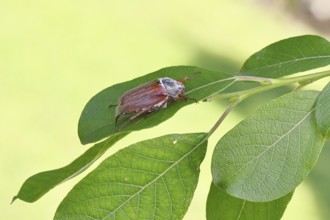 May beetle, wood cockchafer (Melolontha hippocastani), female, on leaf of a willow (Salix caprea),