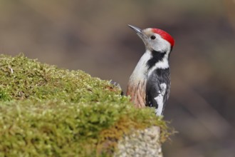 Middle spotted woodpecker (Dendrocopos medius) foraging on mossy ground in the forest, animal