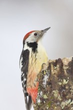 Middle spotted woodpecker (Dendrocopos medius) foraging on the trunk of a grey birch (Betula
