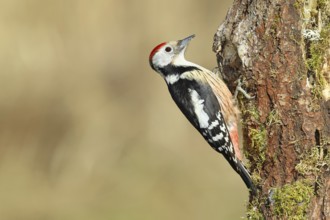 Middle spotted woodpecker (Dendrocopos medius) foraging on the trunk of an oak (Quercus),