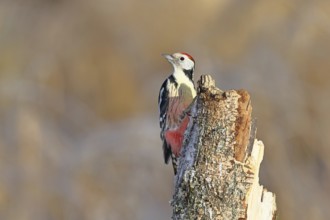 Middle spotted woodpecker (Dendrocopos medius) foraging on the trunk of a grey birch (Betula