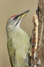 Grey-headed woodpecker (Picus canus), male sitting on a tree stump overgrown with moss and lichen,