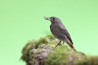 Redstart (Phoenicurus ochruros), with a spider as prey in its beak in a garden, Wilnsdorf, North