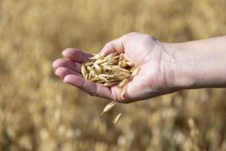 The golden harvest. Oat grains in hand