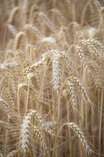 Golden wheat field shortly in front of harvest