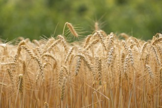 Golden wheat field shortly in front of harvest