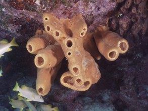 Yellow-green candle sponge, Neptune sponge (Aplysina fistularis) on a rock face under water,